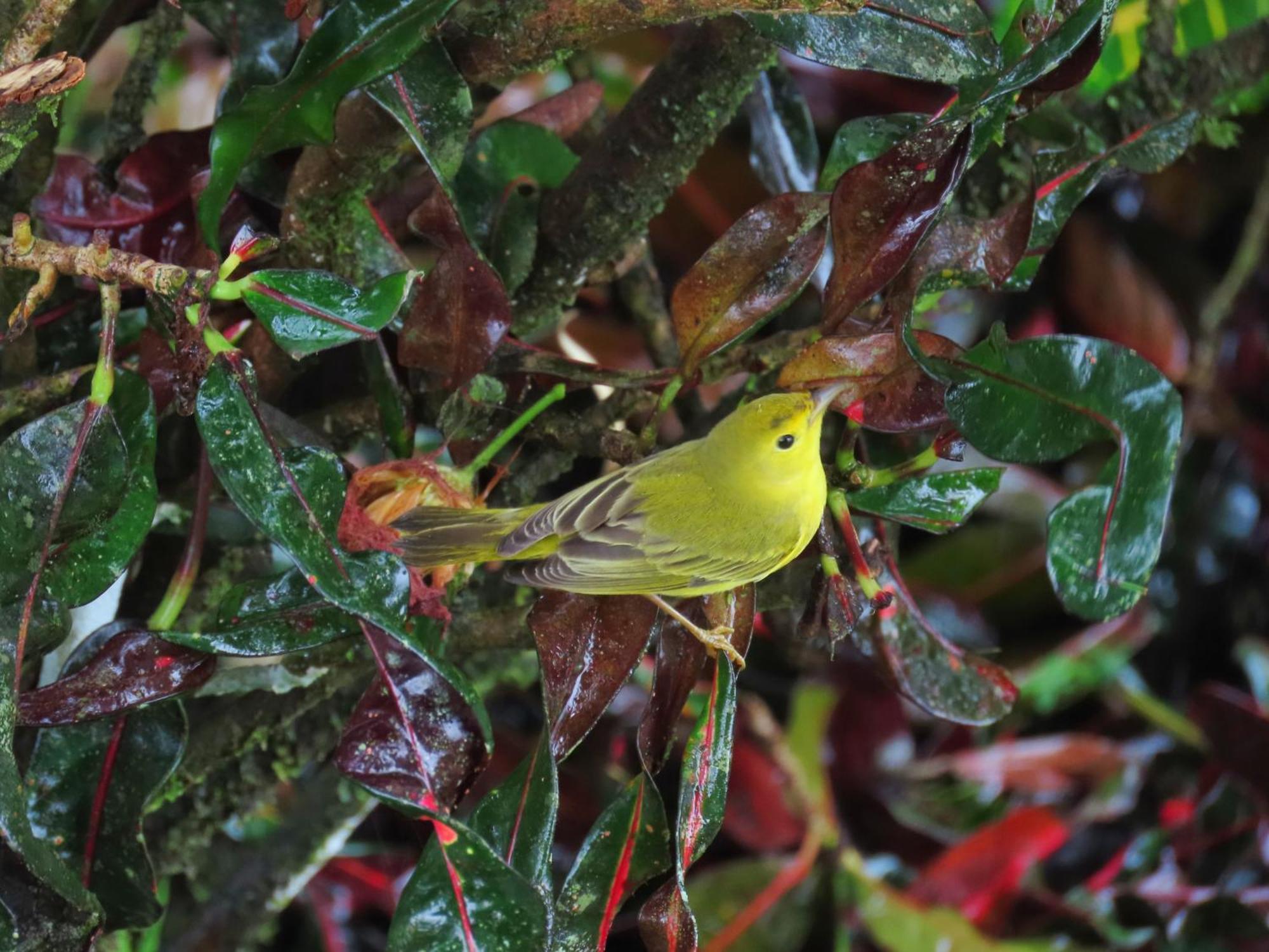 ホテル Bella Vista Corcovado Drakes Bay エクステリア 写真