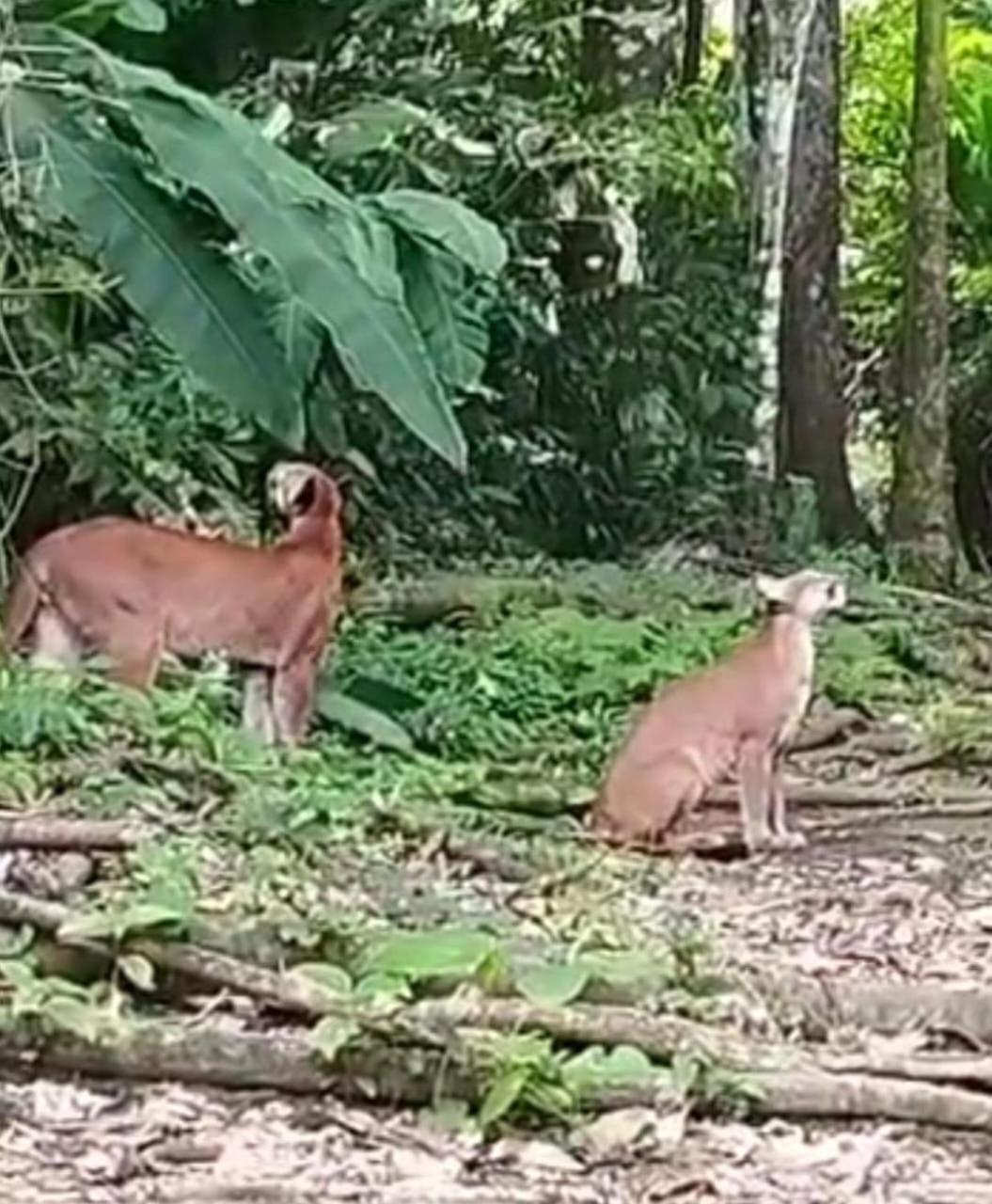 ホテル Bella Vista Corcovado Drakes Bay エクステリア 写真