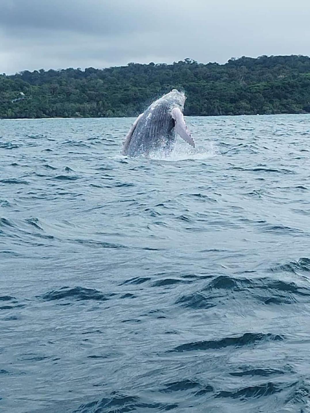 ホテル Bella Vista Corcovado Drakes Bay エクステリア 写真
