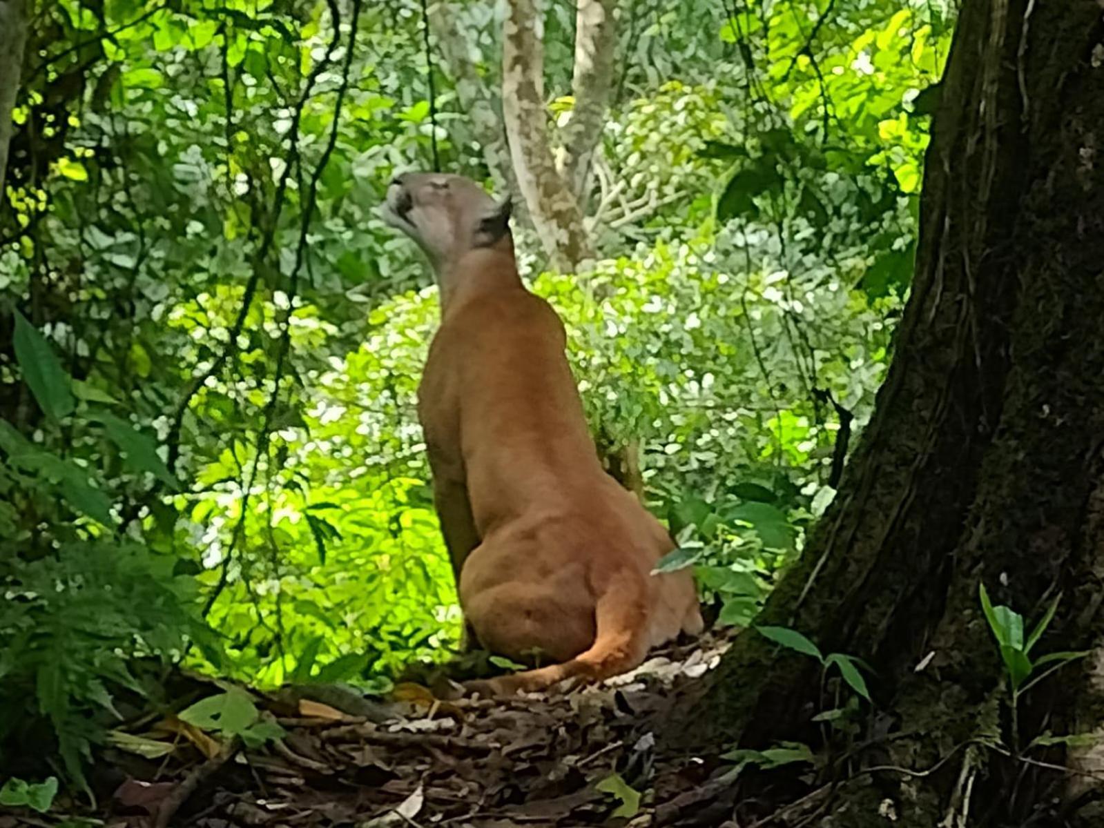 ホテル Bella Vista Corcovado Drakes Bay エクステリア 写真