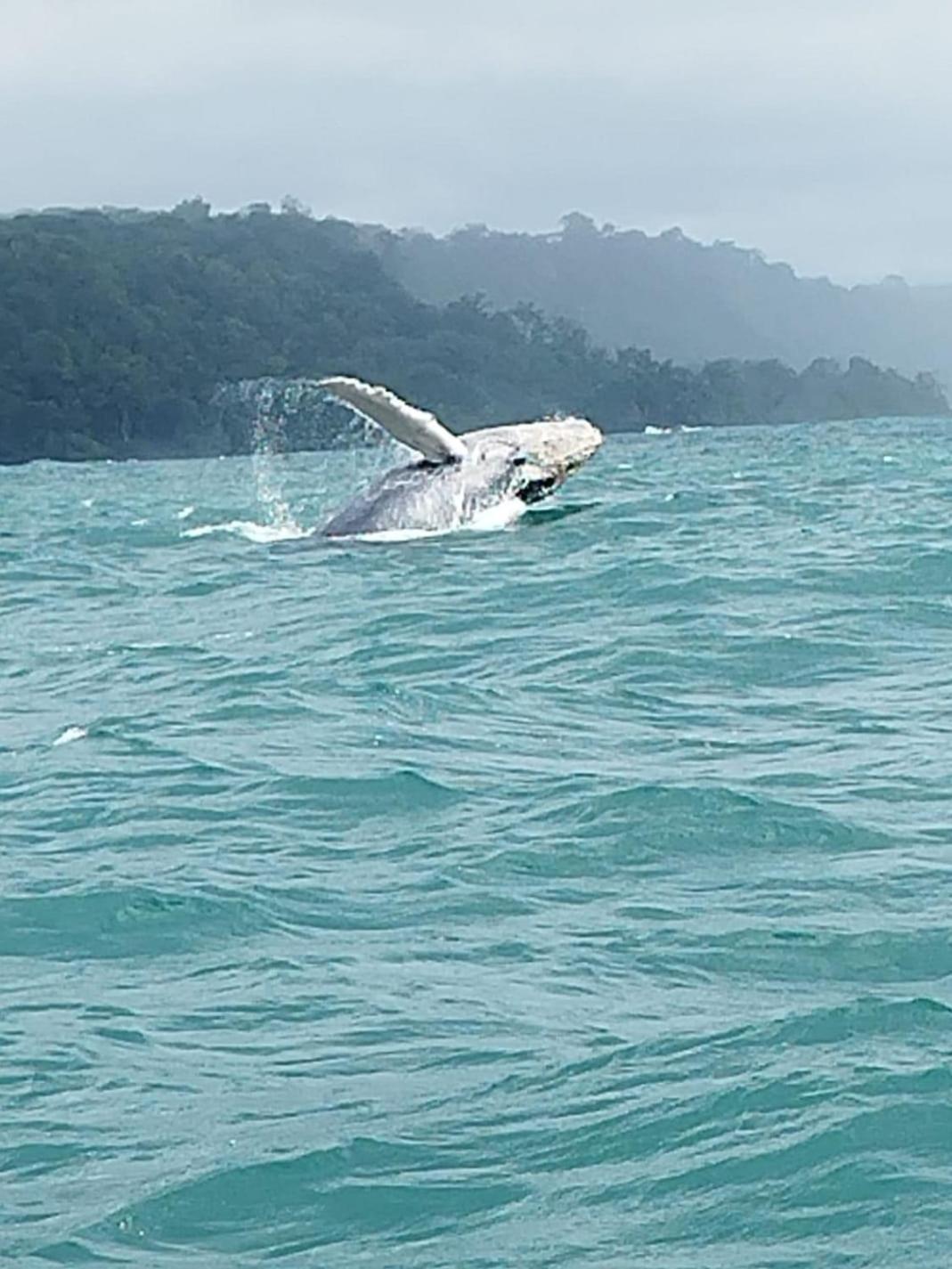 ホテル Bella Vista Corcovado Drakes Bay エクステリア 写真