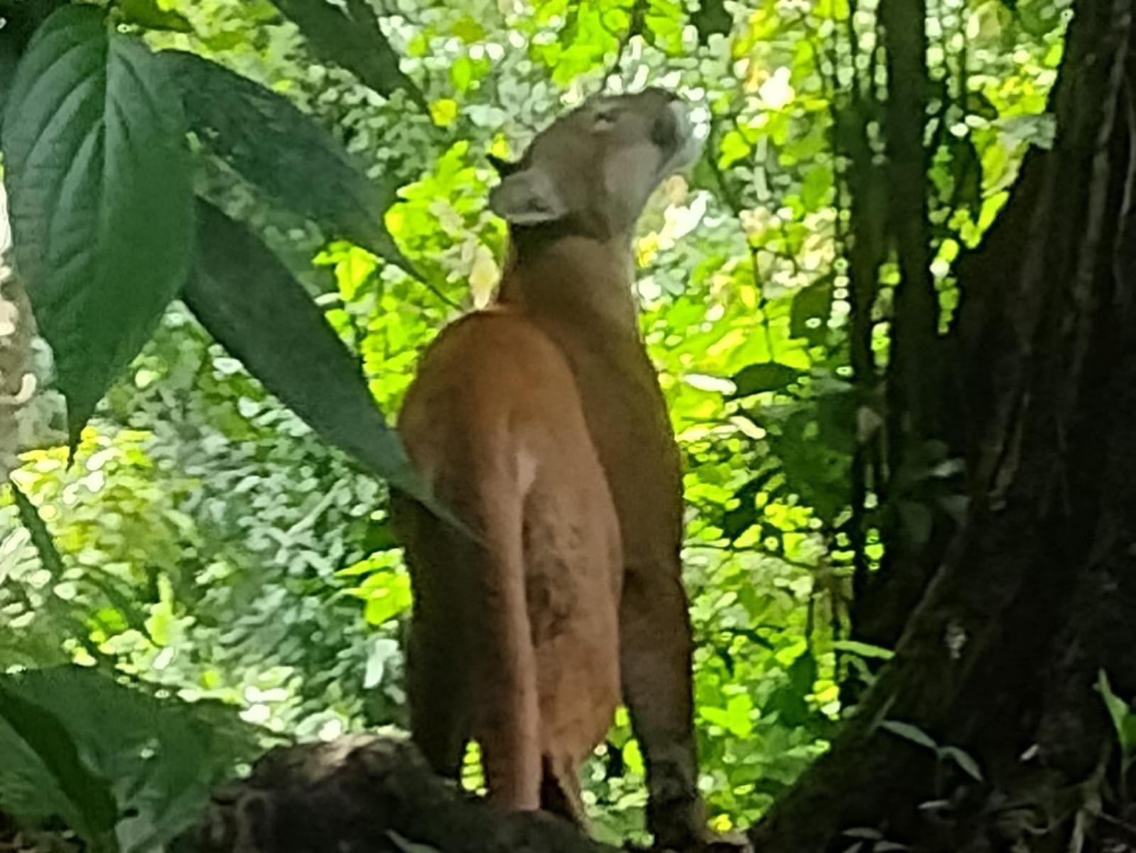 ホテル Bella Vista Corcovado Drakes Bay エクステリア 写真